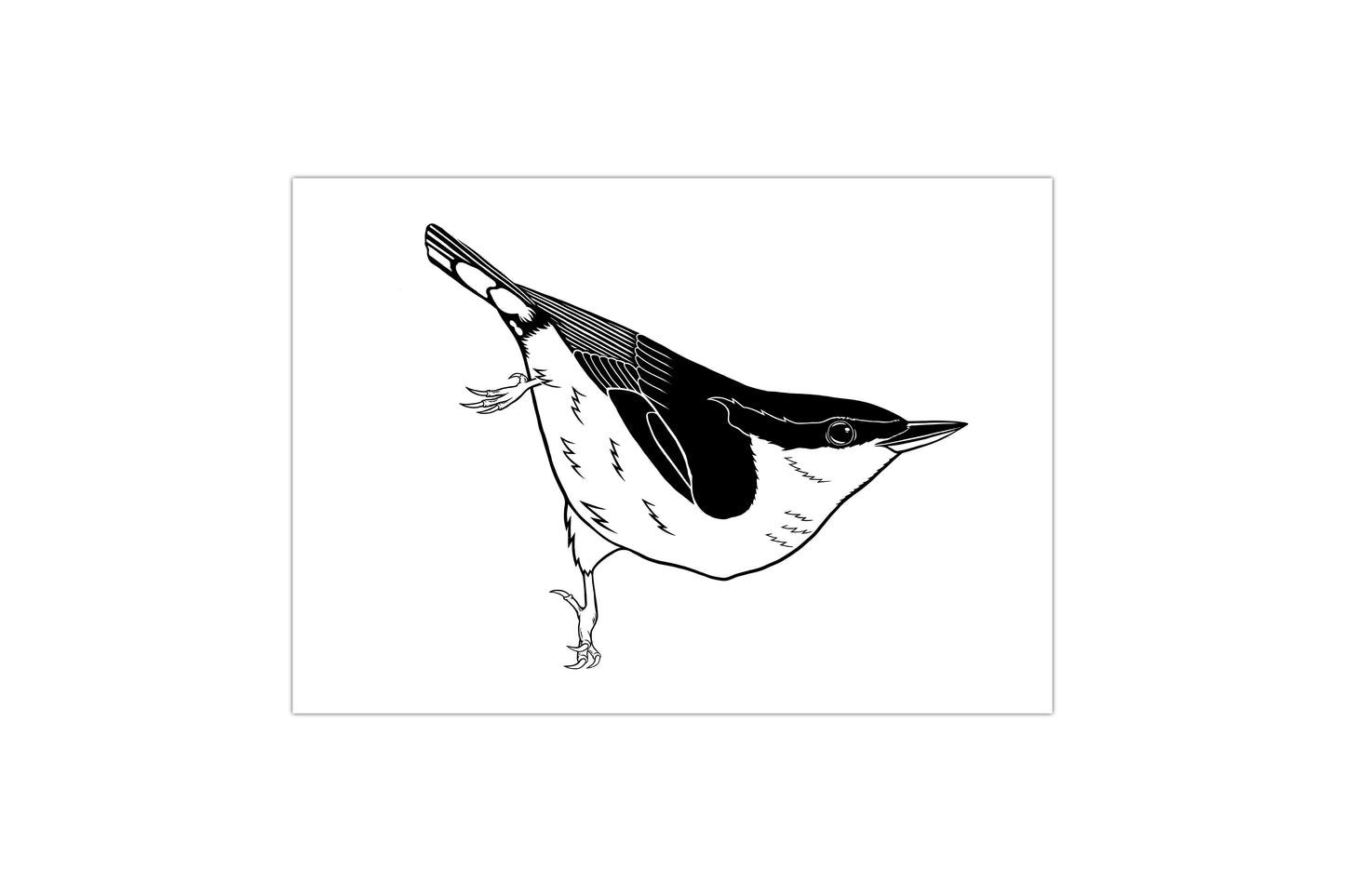 Nuthatch Art Print