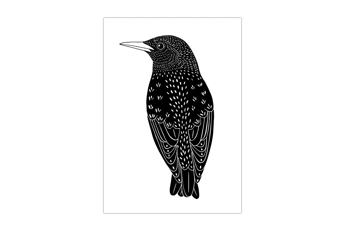 An illustration of a starling bird printed in black ink on a white background.