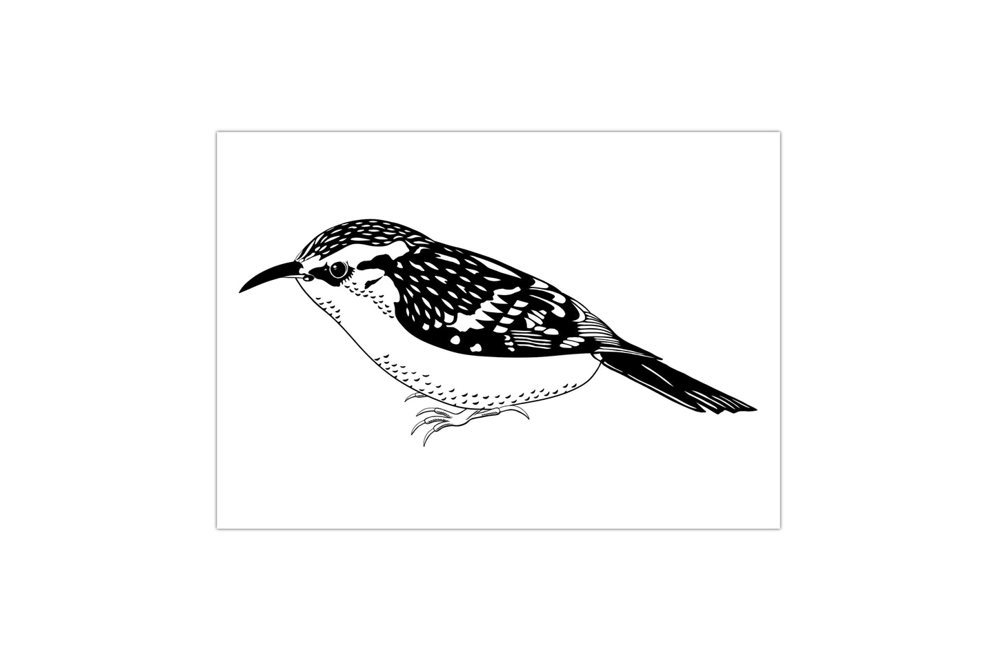 An illustration of a treecreeper bird printed in black ink on a white background.