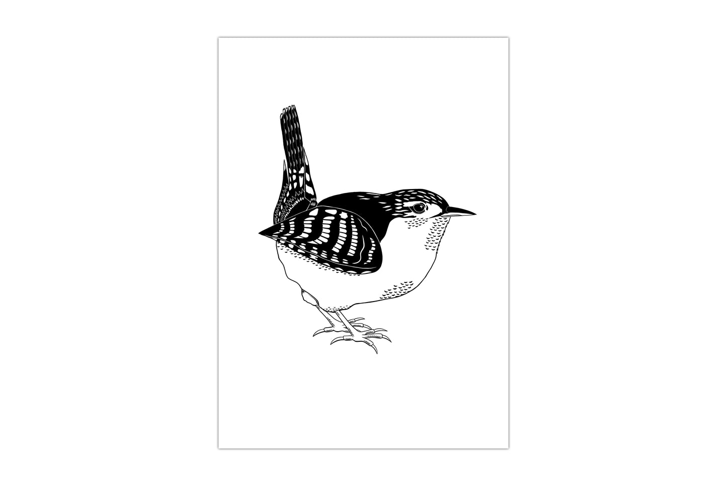 A black and white bird print. It features an illustration of a wren printed in black ink on a white background.
