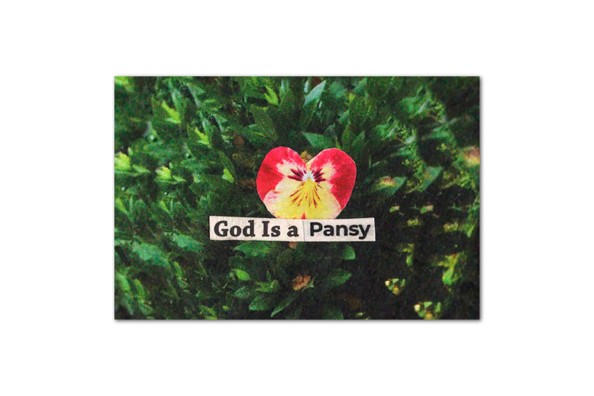 A print featuring a collage design consisting of a small photo of a pink and yellow pansy flower on a green leafy background with newspaper print overlaid reading "god is a pansy".